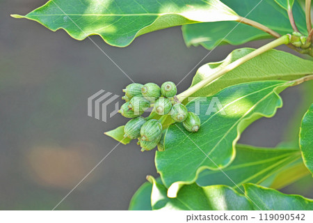 Green clover fruit (autumn, October) 119090542