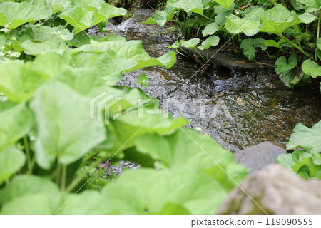 Babbling brook 119090555