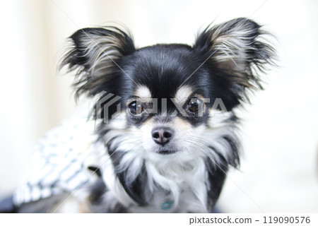 Cute long-coated chihuahua puppy 119090576