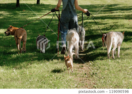 young woman dog sitter walks with dogs on lawn in park. concept of friendship, pet, recreation.  119090596