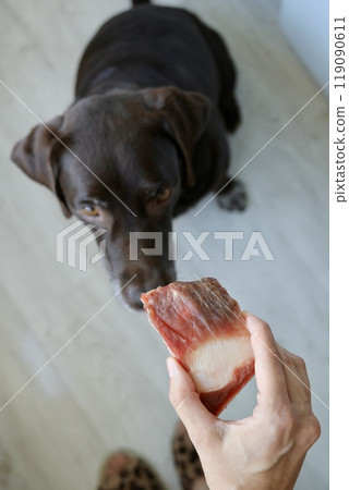 Cute Labrador retriever dog eats fresh meat. pet watches and eats food for breakfast, lunch dinner. Cute Labrador retriever dog eats fresh meat. pet watches and eats food for breakfast, lunch dinner. 119090611