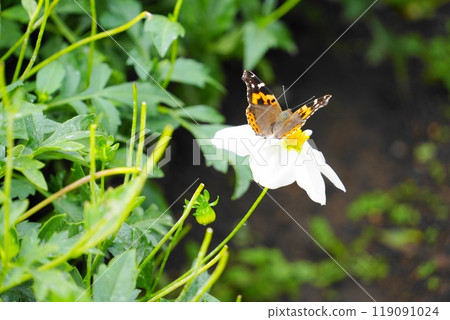 Acatateha 棲息在花上 119091024