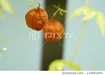 富森克魯茲 富森克魯茲 119091044