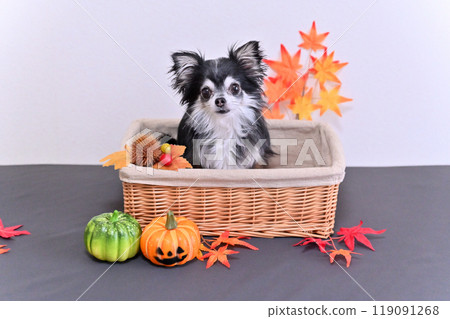 Cute Chihuahua and Pumpkin Ghost Halloween Cute Chihuahua and Pumpkin Ghost Halloween 119091268