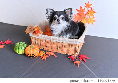 Cute Chihuahua and Pumpkin Ghost Halloween Cute Chihuahua and Pumpkin Ghost Halloween 119091276