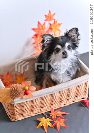 Cute Chihuahua, chestnuts and autumn leaves, autumn materials 119091347