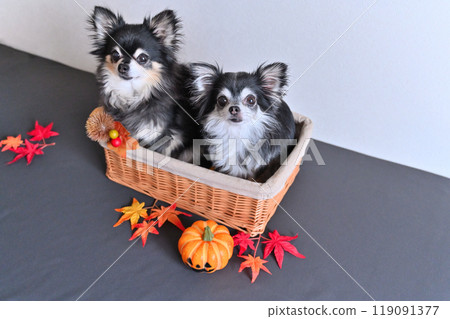 Two Chihuahuas, chestnuts and autumn leaves, autumnal materials Two Chihuahuas, chestnuts and autumn leaves, autumnal materials 119091377