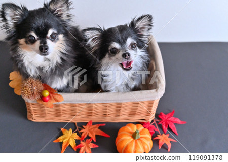 Two Chihuahuas, chestnuts and autumn leaves, autumnal materials 119091378