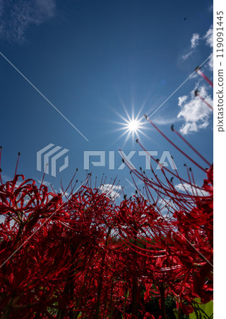 秋天的風景，鮮豔的紅蜘蛛百合盛開，秋天的天空複製空間 119091445