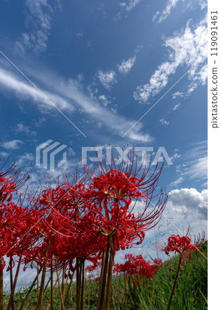A vivid autumn landscape with blooming red spider lilies and copy space for the autumn sky 119091461