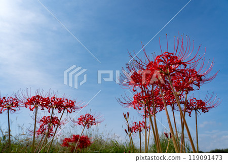 A vivid autumn landscape with blooming red spider lilies and copy space for the autumn sky A vivid autumn landscape with blooming red spider lilies and copy space for the autumn sky 119091473