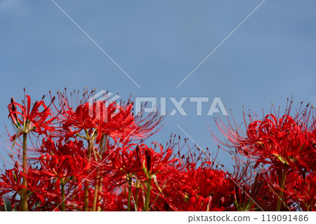 A vivid autumn landscape with blooming red spider lilies and copy space for the autumn sky 119091486