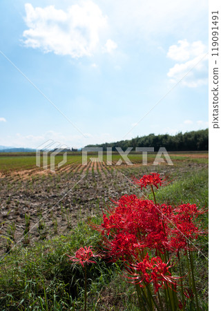 A vivid autumn landscape with blooming red spider lilies and copy space for the autumn sky 119091491