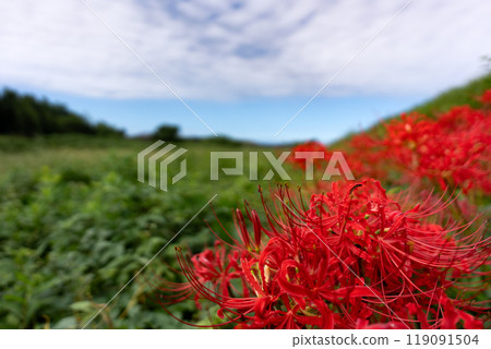 秋天的風景，鮮豔的紅蜘蛛百合盛開，秋天的天空複製空間 119091504