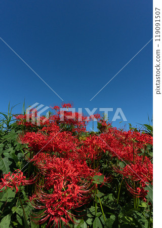 A vivid autumn landscape with blooming red spider lilies and copy space for the autumn sky 119091507