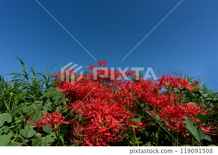 A vivid autumn landscape with blooming red spider lilies and copy space for the autumn sky A vivid autumn landscape with blooming red spider lilies and copy space for the autumn sky 119091508