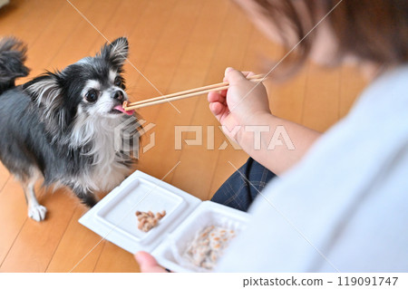 Chihuahua eating natto with gusto 119091747