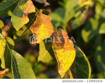 Walnut leaves turning red as harvest season approaches 2 Walnut leaves turning red as harvest season approaches 2 119091816