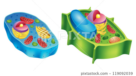 A detailed comparison of diagrams illustrating the differences between animal and plant cells 119092039