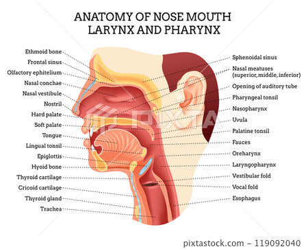 Anatomy of nose mouth larynx. A Comprehensive and Detailed Anatomy of the Human Throat and Mouth for Study and Research Anatomy of nose mouth larynx. A Comprehensive and Detailed Anatomy of the Human Throat and Mouth for Study and Research 119092040