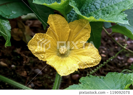 Yellow flower of the loofah, an annual plant of the Cucurbitaceae family [five lobes] 119092078