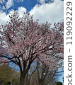 Spring cherry blossom trees in full bloom under a blue sky 119092229