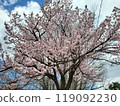 Spring cherry blossom trees in full bloom under a blue sky 119092230