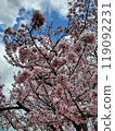 Spring cherry blossom trees in full bloom under a blue sky 119092231