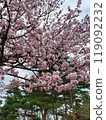 Spring cherry blossom trees in full bloom under a blue sky 119092232