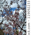 Spring cherry blossom trees in full bloom under a blue sky 119092233