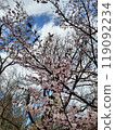 Spring cherry blossom trees in full bloom under a blue sky 119092234