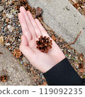 Fallen autumn leaves and palm-sized pine cones 119092235