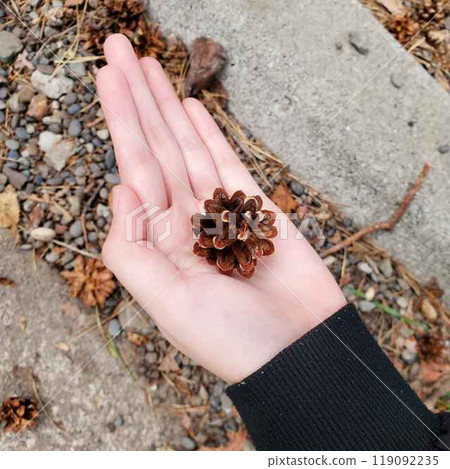 Fallen autumn leaves and palm-sized pine cones Fallen autumn leaves and palm-sized pine cones 119092235
