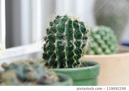 Echinopsis calochlora, Goloden Echinopsis calochlora or cactus Echinopsis calochlora, Goloden Echinopsis calochlora or cactus 119092298
