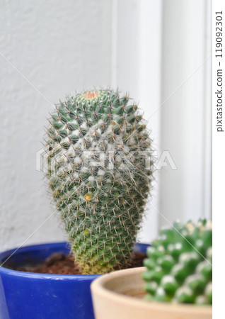 Mammillaria carmenae ,Mammillaria or cactus or succulent 119092301