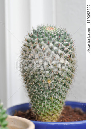 Mammillaria carmenae ,Mammillaria or cactus or succulent 119092302