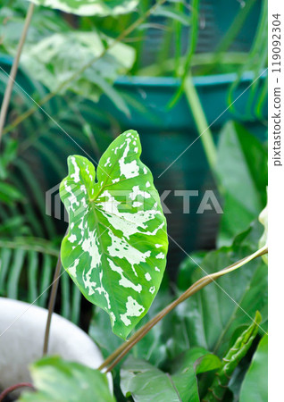 Colocasia Esculenta Hilo Beauty, Colocasia or Esculenta Hilo or Colocasia bicolor Colocasia Esculenta Hilo Beauty, Colocasia or Esculenta Hilo or Colocasia bicolor 119092304