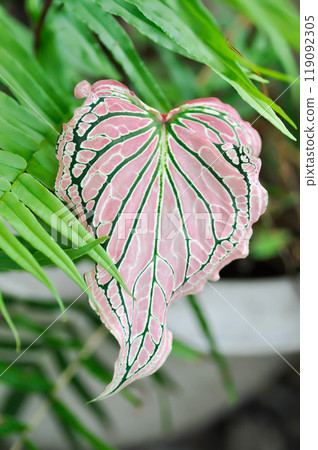 Caladium ,Caladium ThaiBeauty or Dieffenbachia seguine or Caladium bicolor or Araceae or pink leaf Caladium ,Caladium ThaiBeauty or Dieffenbachia seguine or Caladium bicolor or Araceae or pink leaf 119092305