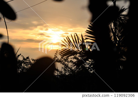 sunset or sunrise , morning sky or evening sky and tree 119092306