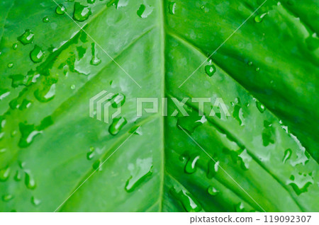 Alocasia, Alocasia macrorrhizos or Alocasia plant or dew drop Alocasia, Alocasia macrorrhizos or Alocasia plant or dew drop 119092307