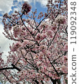 Spring cherry blossom trees in full bloom under a blue sky 119092348