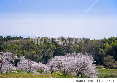 【春天的風景】里山的櫻花樹 【春天的風景】里山的櫻花樹 119092743