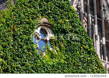 Close-up of round gothic window surrounded overgrown by dense green ivy on historic cell building at Magdeburg Dom. Sunlight highlights lush foliage creating contrast between nature and architecture Close-up of round gothic window surrounded overgrown by dense green ivy on historic cell building at Magdeburg Dom. Sunlight highlights lush foliage creating contrast between nature and architecture 119092848