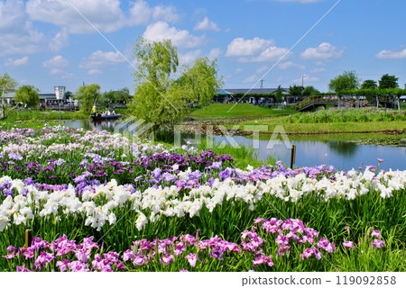 Suigou Sawara Iris Park, Chiba Prefecture 119092858