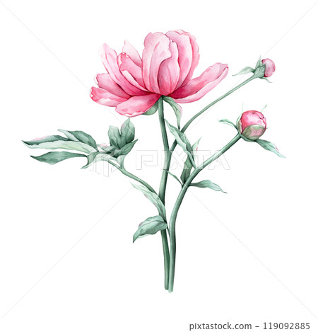 Watercolor bouquet of delicate pink peony flowers in full bloom. Hand drawn illustration beautiful floral flower. Summer botanical plant on isolated. Elements for design invitations anniversary. Watercolor bouquet of delicate pink peony flowers in full bloom. Hand drawn illustration beautiful floral flower. Summer botanical plant on isolated. Elements for design invitations anniversary. 119092885