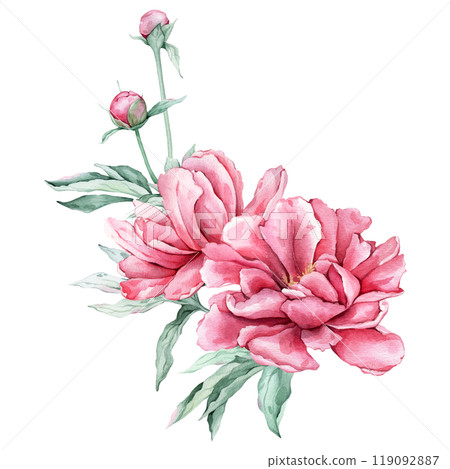 Watercolor bouquet of delicate pink peony flowers in full bloom. Hand drawn illustration beautiful floral flower. Summer botanical plant on isolated. Elements for design invitations anniversary. Watercolor bouquet of delicate pink peony flowers in full bloom. Hand drawn illustration beautiful floral flower. Summer botanical plant on isolated. Elements for design invitations anniversary. 119092887