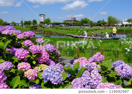 Hydrangeas at Suigou Sawara Ayame Park, Chiba Prefecture Hydrangeas at Suigou Sawara Ayame Park, Chiba Prefecture 119092997