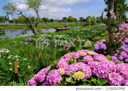 Hydrangeas also bloom at Suigou Sawara Ayame Park in Chiba Prefecture 119092998