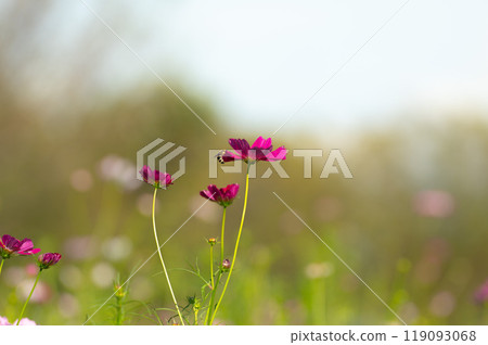 Cosmos and bees in the meadow Cosmos and bees in the meadow 119093068