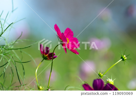 Cosmos blooming in grassland 119093069